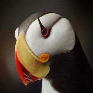 Meet your Posher, Luna